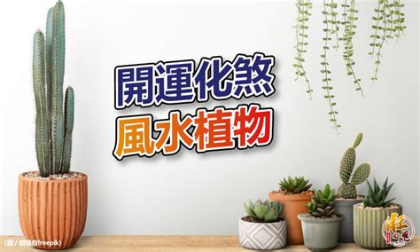 擋煞氣 植物|【風水特輯】化煞開運就靠它們！玄關、客廳、廚房、。